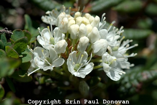 Labrador Tea-Ledum groenlandicum-