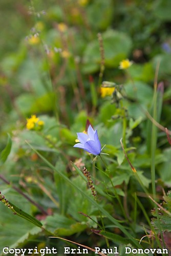 Harebell - Campanula rotundifolia -