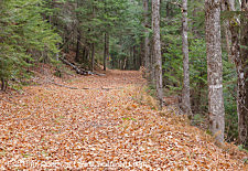 Sawyer River Trail - Livermore, New Hampshire